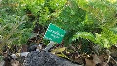 Davallia fejeensis
