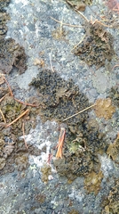 Umbilicaria hyperborea