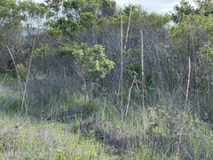 Elymus glaucus glaucus