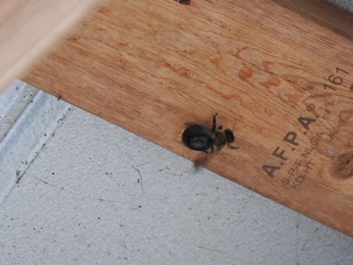Xylocopa virginica image