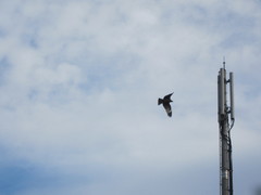 Milvus migrans