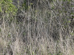 Elymus glaucus glaucus