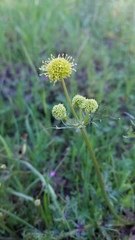 Sanicula bipinnatifida