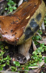 Eupsophus vertebralis