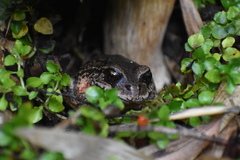 Eupsophus vertebralis