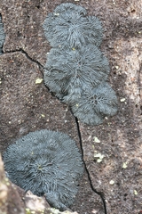 Glonium stellatum
