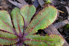 Drosera rosulata