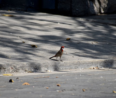 Haemorhous mexicanus