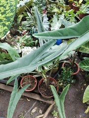 Alocasia zebrina