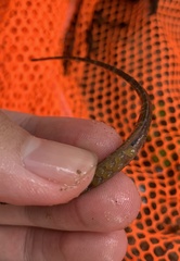 Doryichthys martensii