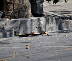 Haemorhous mexicanus