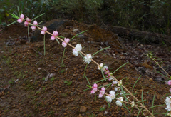 Hypocalymma