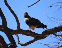 Hamirostra melanosternon