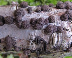 Hypoxylon perforatum