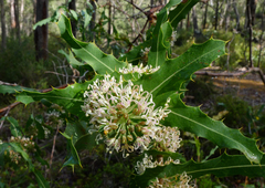 Hakea amplexicaulis