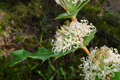 Hakea amplexicaulis