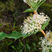Prickly Hakea - Photo (c) Keir Morse, some rights reserved (CC BY-NC-ND), uploaded by Keir Morse