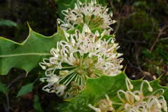 Hakea amplexicaulis