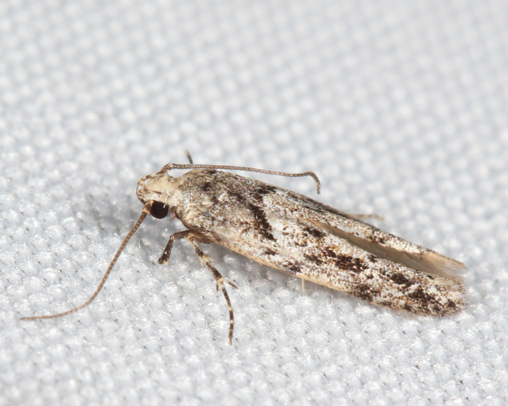 Sinoe chambersi