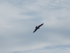 Milvus migrans