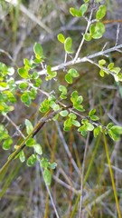 Coprosma parviflora parviflora