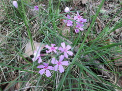 Phlox nivalis