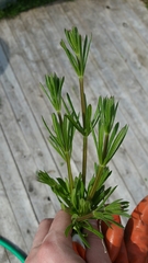 Galium