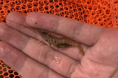 Macrobrachium sintangense