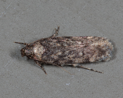 Chionodes pereyra