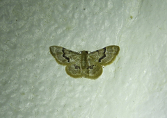 Idaea vagula