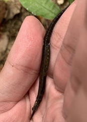 Doryichthys martensii