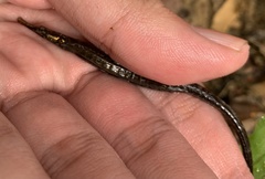 Doryichthys martensii