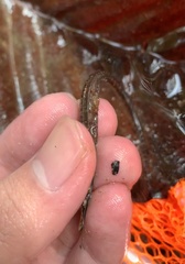 Doryichthys martensii