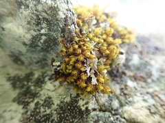 Plenogemma phyllantha