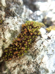 Schistidium maritimum