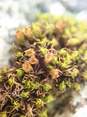 Schistidium maritimum