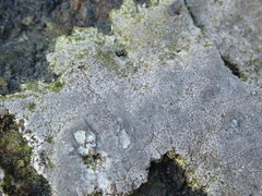 Arthonia phaeobaea