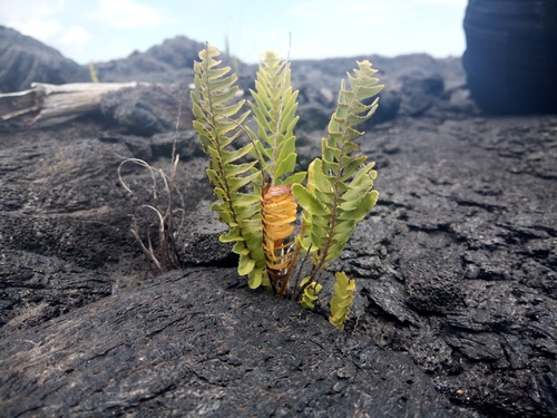 Nephrolepis brownii