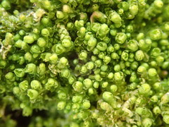 Lophoziopsis excisa