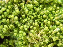 Lophoziopsis excisa