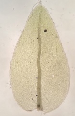 Mnium marginatum