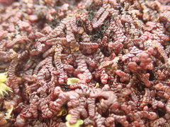 Frullania californica