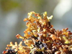 Frullania californica