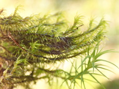 Racomitrium lawtonae