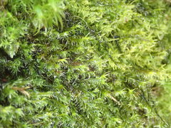 Racomitrium lawtonae