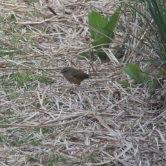 Horornis acanthizoides