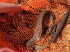 Macrognathus maculatus