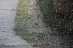 Horornis acanthizoides