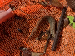 Macrognathus maculatus