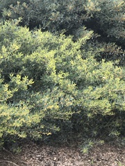 Acacia redolens